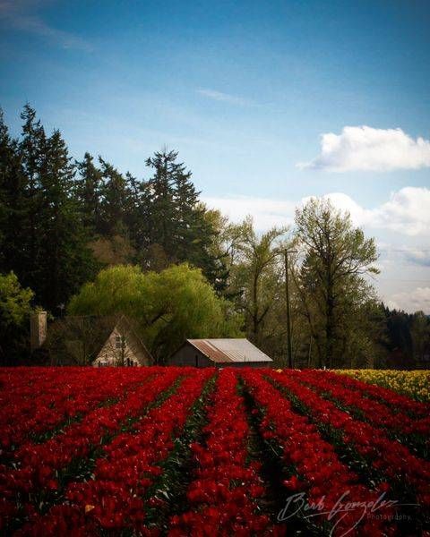 Red Tulips And Farm Photography Art | Barb Gonzalez Photography