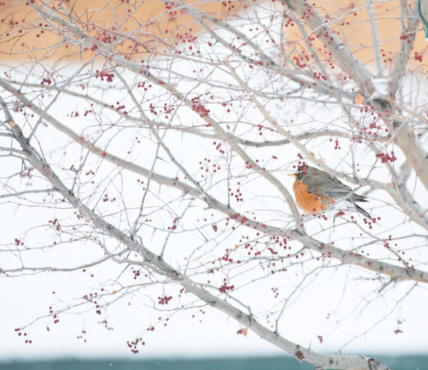 Robin In Winter Photography Art | Barb Gonzalez Photography