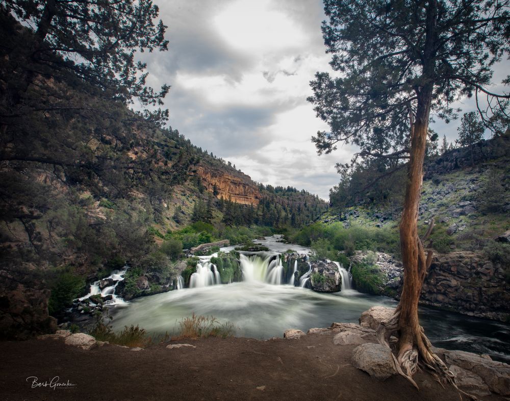 Steelhead Fall And Tree Photography Art | Barb Gonzalez Photography