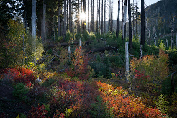 Sunburst Santiam Autumn Colors   2 Photography Art | Barb Gonzalez Photography