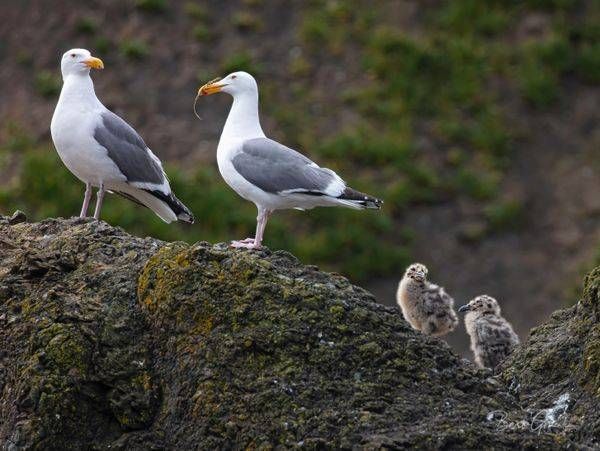 Seagull parents and chicks on a Haystack Rock photo by Barb Gonzalez Photography 