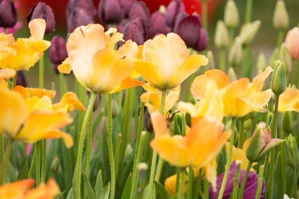 Yellow And Red Tulips Photography Art | Barb Gonzalez Photography