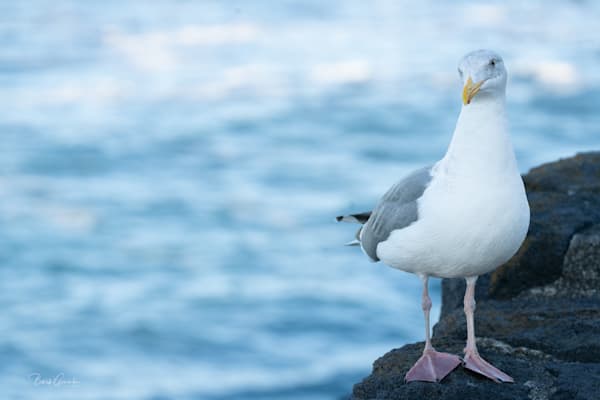 Sly Gull Photography Art | Barb Gonzalez Photography