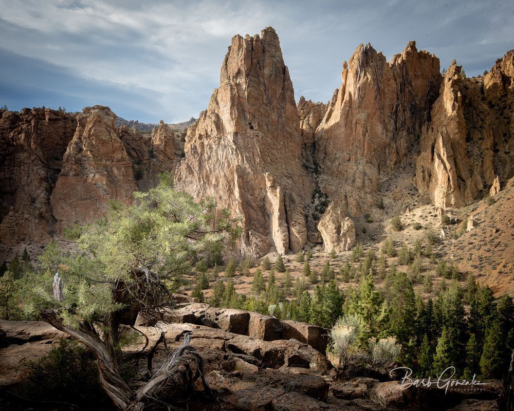 Smithrockjuniper Photography Art | Barb Gonzalez Photography