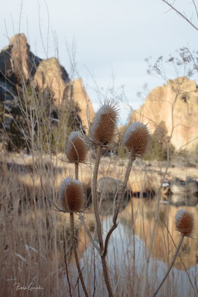 Smithrockplants Photography Art | Barb Gonzalez Photography