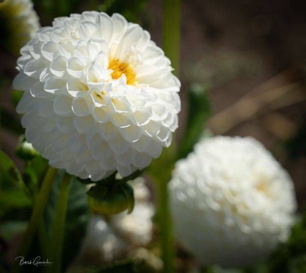 Snowball Dahlias Photography Art | Barb Gonzalez Photography