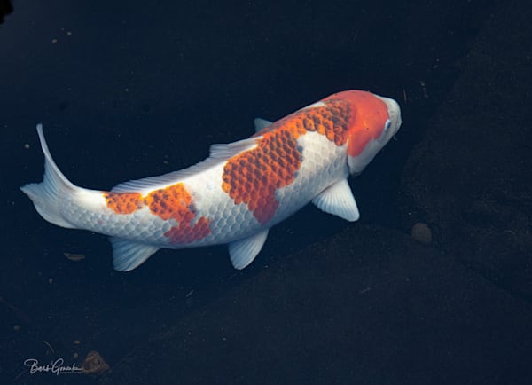 Singlekoi Photography Art | Barb Gonzalez Photography