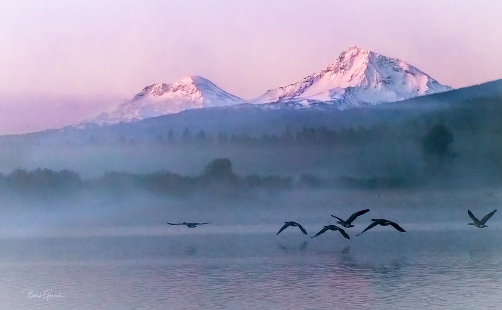Purple Phalarope Lake Geese Photography Art | Barb Gonzalez Photography
