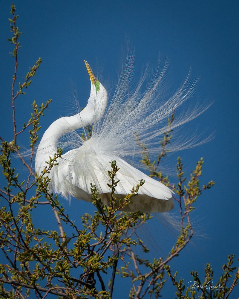 Beautiful Egret feathers on Egret posing in tree photo for sale by Barb Gonzalez Photography