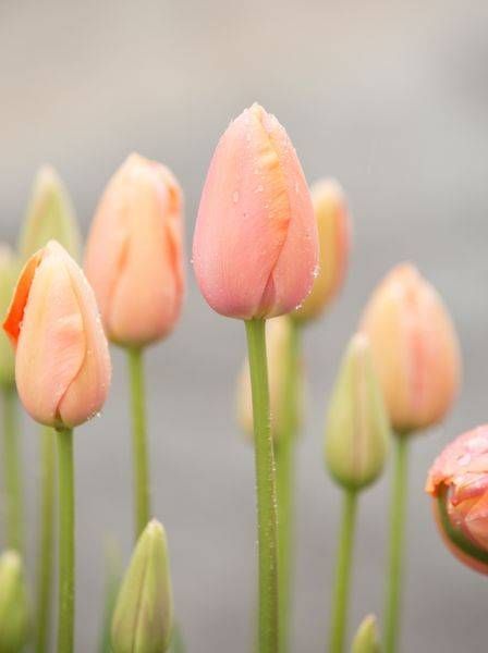 Peach Tulip Buds Photography Art | Barb Gonzalez Photography