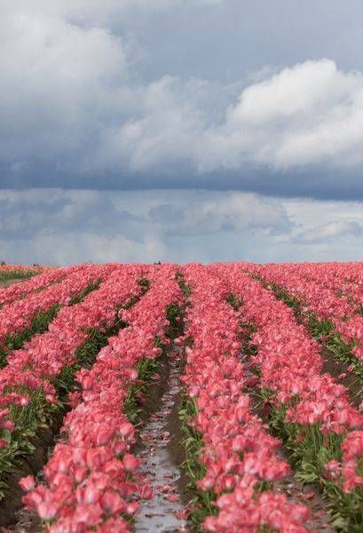 Pink Tulips With Storm Clouds Photography Art | Barb Gonzalez Photography