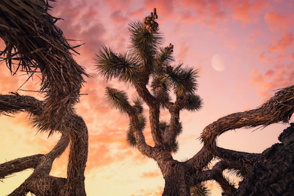 lost in the desert