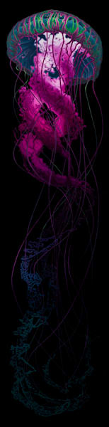 Jellyfish Art | Joseph Jackino