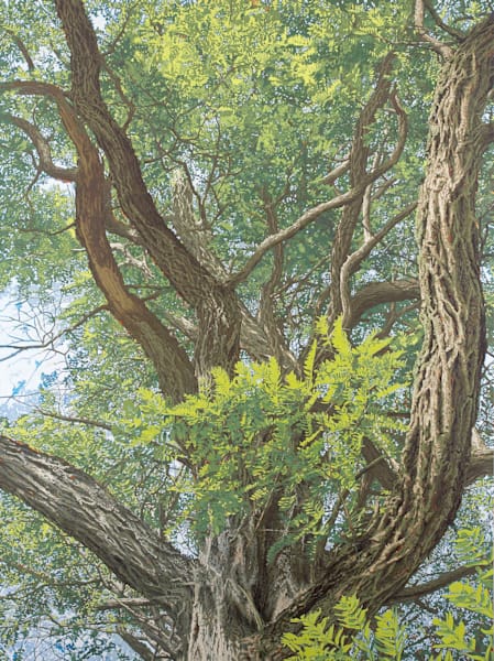 Honey Locust Art | Joseph Jackino