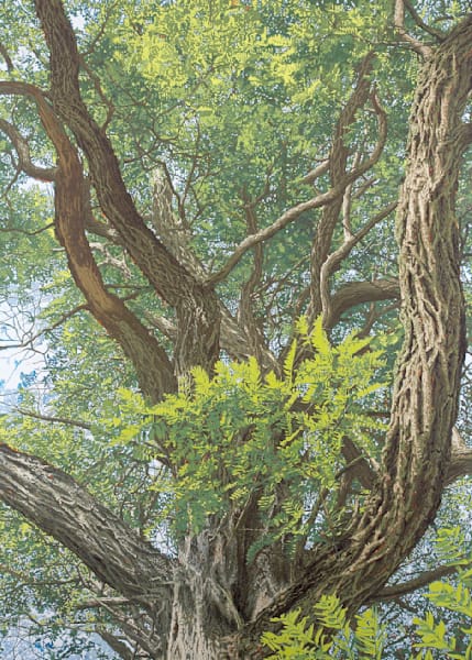 Honey Locust Card Art | Joseph Jackino