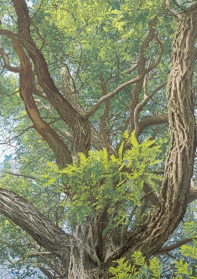 Honey Locust Card Art | Joseph Jackino