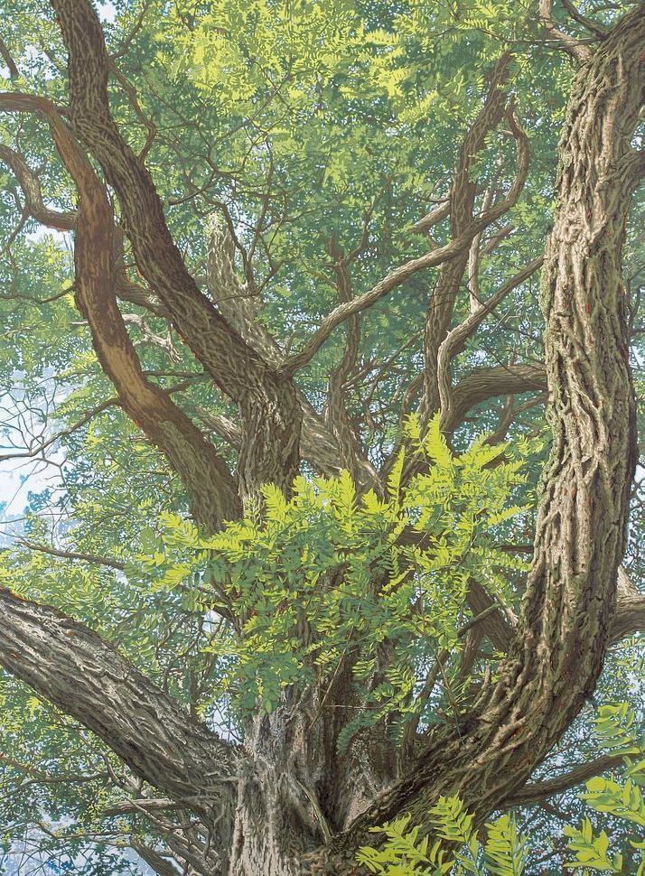 Honey Locust Card Art | Joseph Jackino