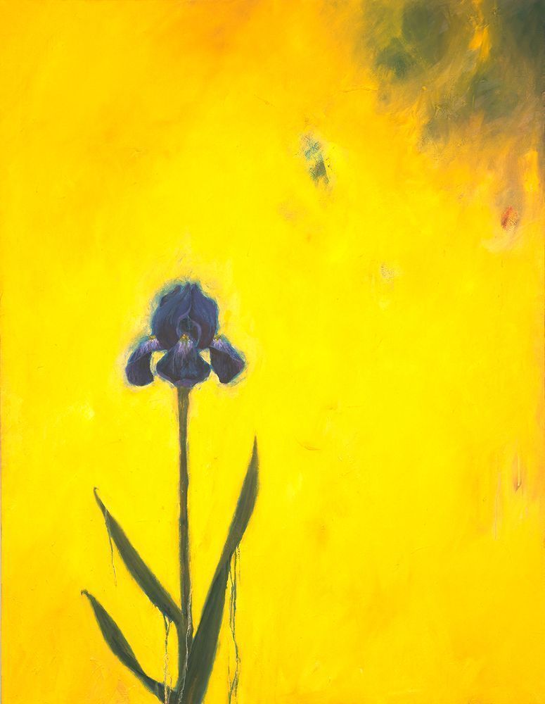 Yellow Iris Art | Joseph Jackino