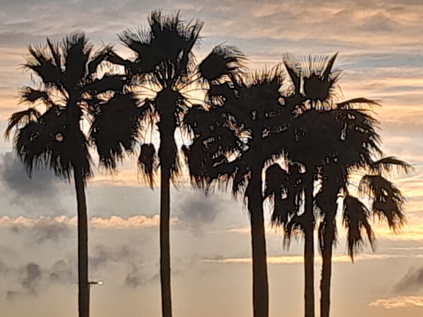 Divine Nature of trees meet the sky