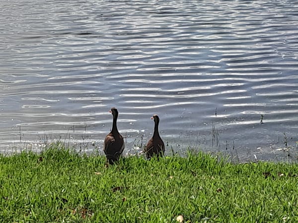 The Tenderness of Animals