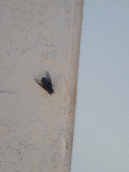 The World of Insects