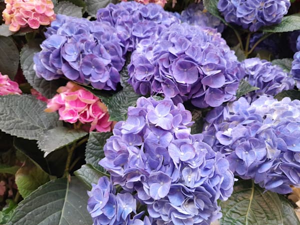 Beautiful Vibrant Flowers and Plants