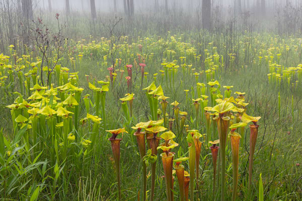 Dreams of Sarracenia flava var. rugelii, the yellow pitcher plant | Black Water State Forest, Florida |  Limited Fine Art Prints | Photography by Jeff Waldorff