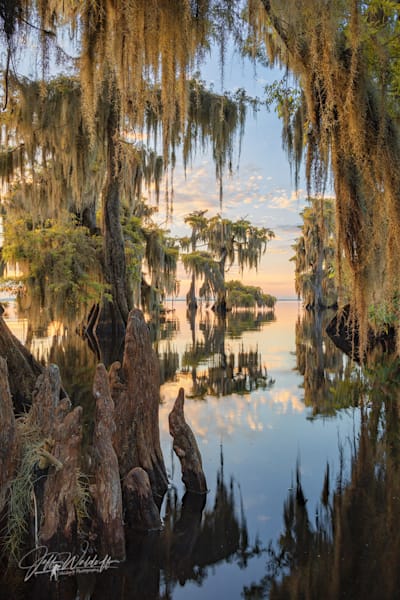 Knobby Knees | Blue Cypress Lake, Florida | Limited Fine Art Prints | Photography by Jeff Waldorff