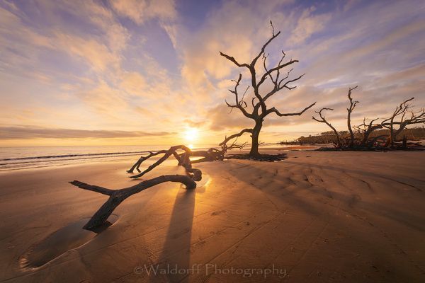 Driftwood Beach Sunrise #1 | Jekyll Island, Georgia | Fine Art Landscape Photography on Canvas, Paper, Metal, Acrylic | Photography by Jeff Waldorff
