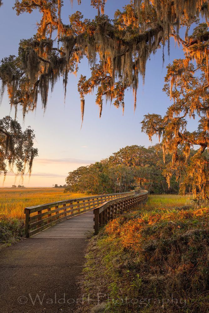Jekyll Island Path #2 | Georgia | Fine Art Landscape Photography on Canvas, Paper, Metal, Acrylic | Photography by Jeff Waldorff