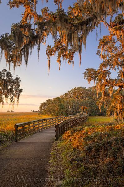 Jekyll Island Path #2 | Georgia | Fine Art Landscape Photography on Canvas, Paper, Metal, Acrylic | Photography by Jeff Waldorff