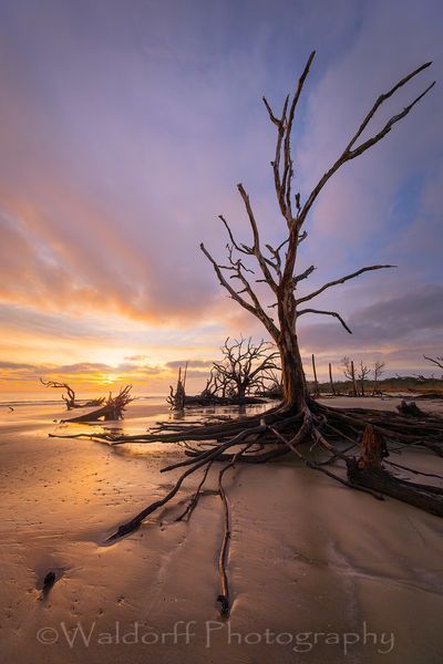 Driftwood Beach Sunrise #2 | Jekyll Island, Georgia | Fine Art Landscape Photography on Canvas, Paper, Metal, Acrylic | Photography by Jeff Waldorff