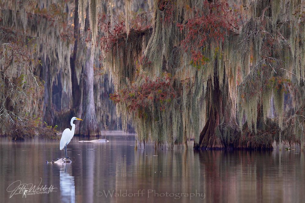 Tranquility | Cypress Trees | Lake Martin, Louisiana | Limited Fine Art Prints | Photography by Jeff Waldorff