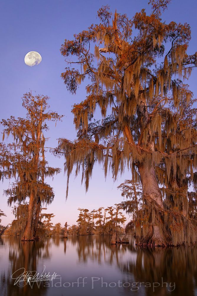 Cypress Moon | Cypress Trees | Lake Martin, Louisiana | Limited Fine Art Prints | Photography by Jeff Waldorff