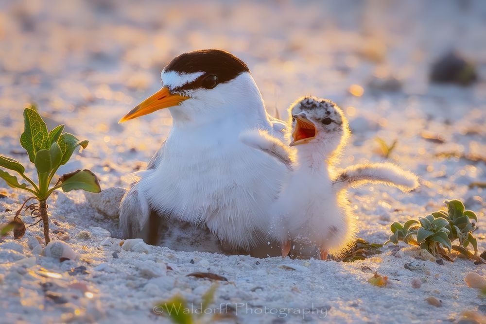 Least Tern Chicks 3 | Emerald Coast | Navarre Beach, Florida | Fine Art Landscape Photography on Canvas, Paper, Metal, Acrylic | Photography by Jeff Waldorff