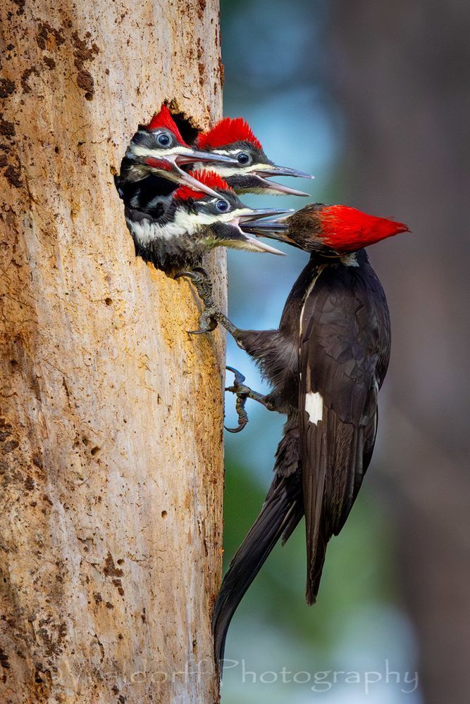 Meal Time | Ochlockonee River State Park, Florida  | Fine Art Landscape Photography on Canvas, Paper, Metal, Acrylic | Photography by Jeff Waldorff