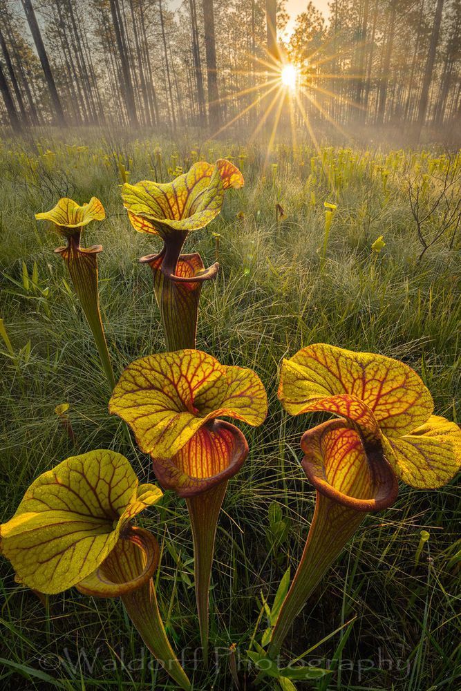 Sarracenia Flava var. rubicorpora | Black Water River State Forest, Florida | Fine Art Landscape Photography on Canvas, Paper, Metal | Photography by Jeff Waldorff