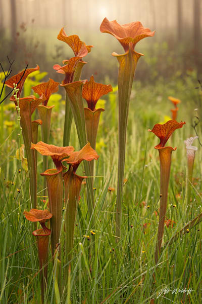 Sarracenia Flava .var Ornata Pitch Plants | Black Water River State Forest, Florida | Limited Fine Art Prints | Photography by Jeff Waldorff