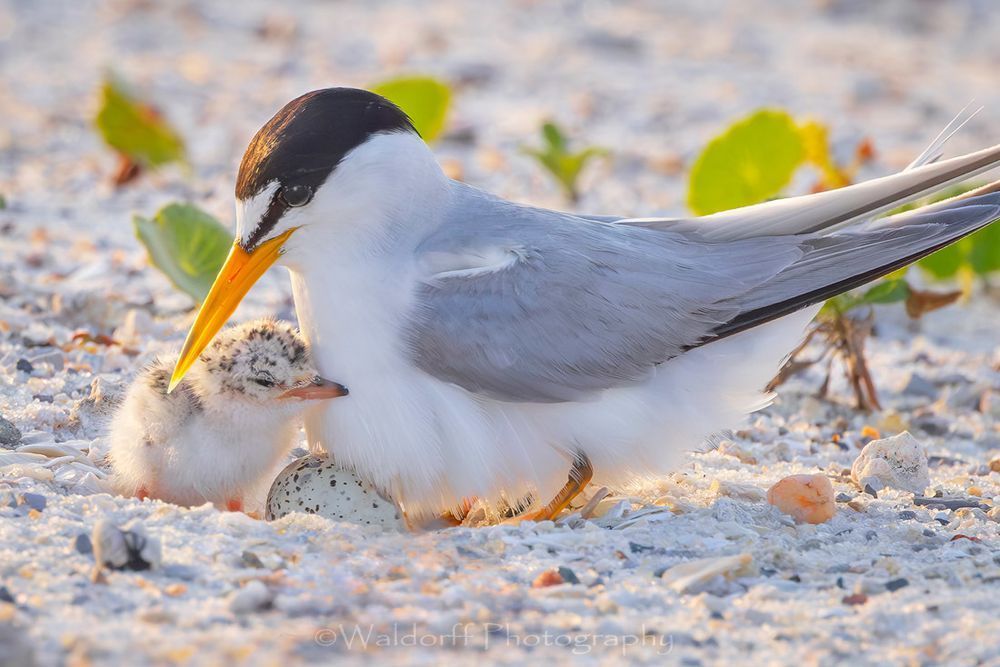 Least Tern Chicks 1 | Emerald Coast | Navarre Beach, Florida | Fine Art Landscape Photography on Canvas, Paper, Metal, Acrylic | Photography by Jeff Waldorff