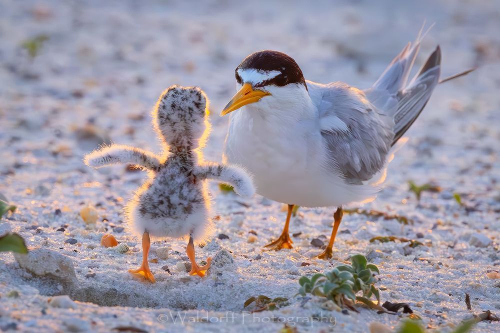 Least Tern Chicks 2 | Emerald Coast | Navarre Beach, Florida | Fine Art Landscape Photography on Canvas, Paper, Metal, Acrylic | Photography by Jeff Waldorff