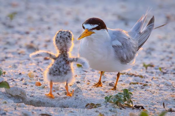 Least Tern Chicks 2 | Emerald Coast | Navarre Beach, Florida | Fine Art Landscape Photography on Canvas, Paper, Metal, Acrylic | Photography by Jeff Waldorff
