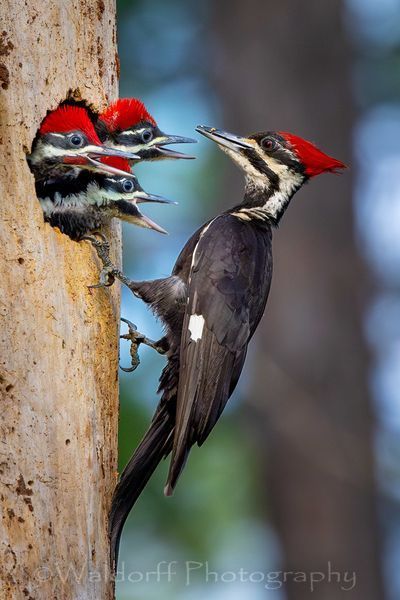 Feed Me!  | Ochlockonee River State Park, Florida  | Fine Art Landscape Photography on Canvas, Paper, Metal, Acrylic | Photography by Jeff Waldorff