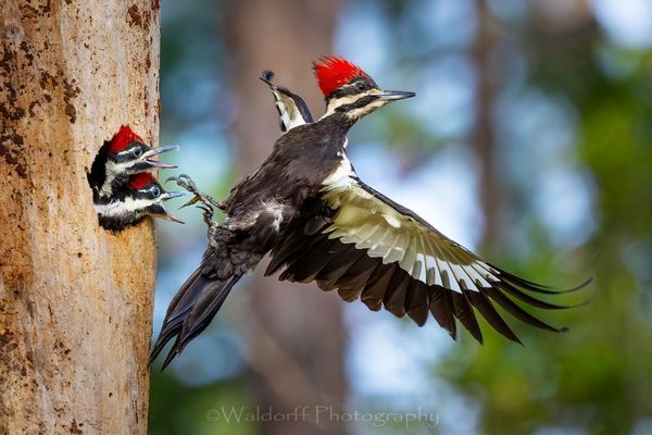 Come Back! (24AI) | Ochlockonee River State Park, Florida  | Fine Art Landscape Photography on Canvas, Paper, Metal, Acrylic | Photography by Jeff Waldorff