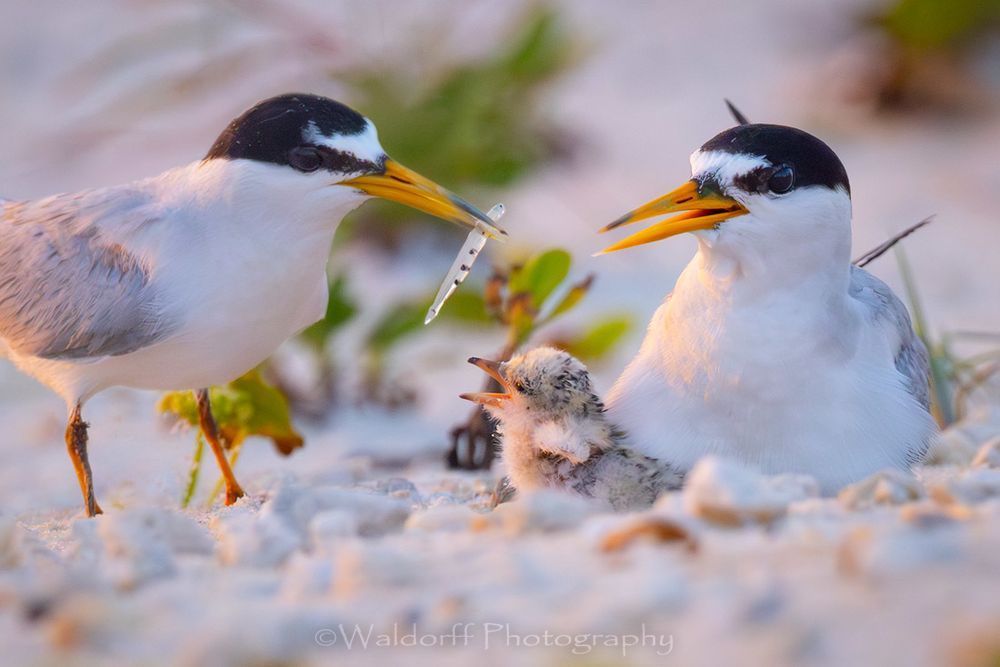 Least Tern Chicks 5 | Emerald Coast | Navarre Beach, Florida | Fine Art Landscape Photography on Canvas, Paper, Metal, Acrylic | Photography by Jeff Waldorff