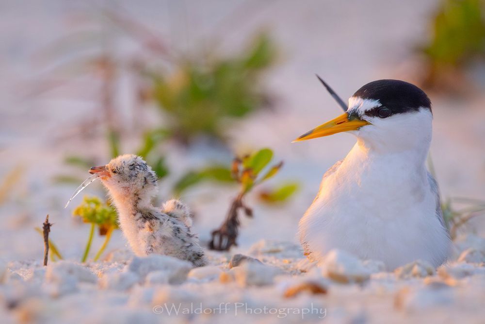 Least Tern Chicks 6 | Emerald Coast | Navarre Beach, Florida | Fine Art Landscape Photography on Canvas, Paper, Metal, Acrylic | Photography by Jeff Waldorff