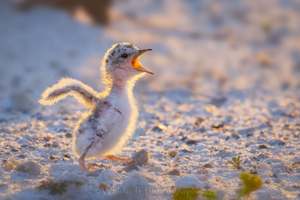 Least Tern Chicks 4 | Emerald Coast | Navarre Beach, Florida | Fine Art Landscape Photography on Canvas, Paper, Metal, Acrylic | Photography by Jeff Waldorff