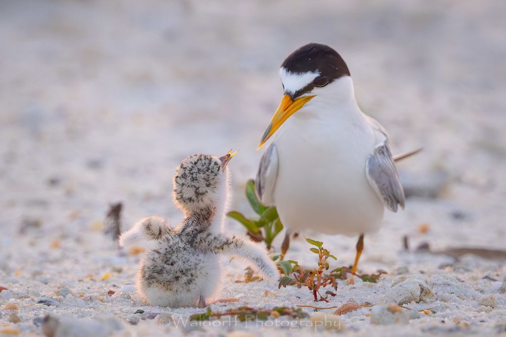 Least Tern Chicks 7 | Emerald Coast | Navarre Beach, Florida | Fine Art Landscape Photography on Canvas, Paper, Metal, Acrylic | Photography by Jeff Waldorff