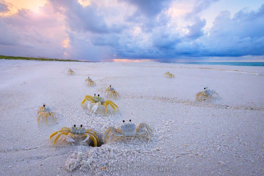 Cast of Crabs
Cast of Ghost Crabs walking the beach | Emerald Coast | Pensacola Beach, Florida | Fine Art Landscape Photography on Canvas, Paper, Metal, Acrylic | Photography by Jeff Waldorff