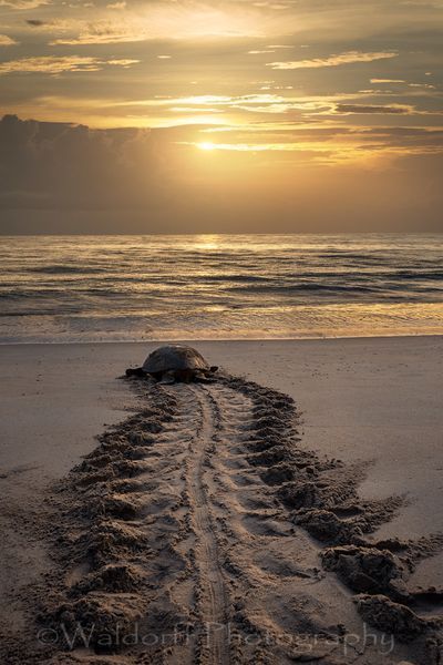 Green Sea Turtle Tracks | Atlantic Coast, Florida | Fine Art Landscape Photography on Canvas, Paper, Metal, and Acrylic | Photography by Jeff Waldorff