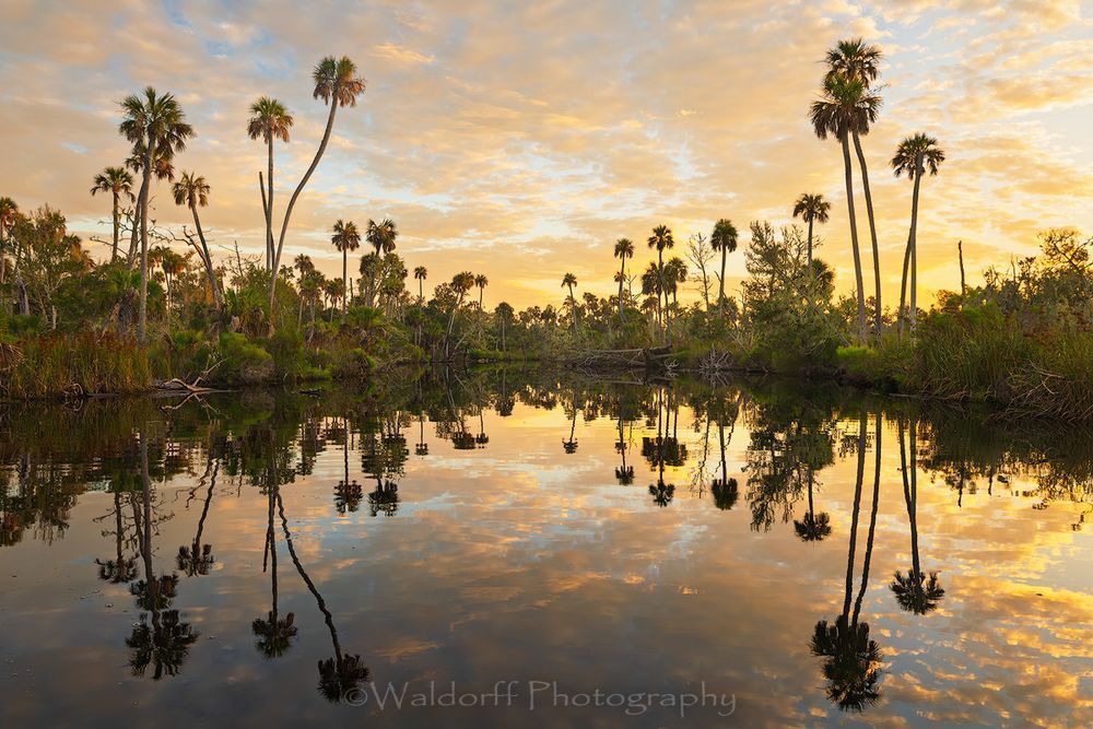 Channeling Herzog #8 | Waccasassa River, Florida  | Fine Art Landscape Photography on Canvas, Paper, Metal, Acrylic | Photography by Jeff Waldorff